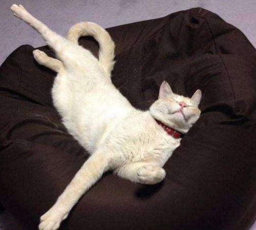 吃鸡皮肤爆料最新猫教官,吃鸡战场新宠，神秘皮肤首曝引期待