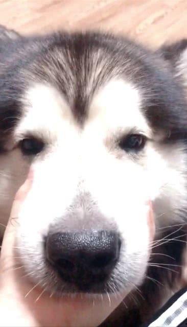 阿拉最新爆料是真的吗,真相揭秘，是真是假？