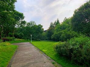 泥洼树兰最新爆料,揭开神秘植物背后的传奇故事