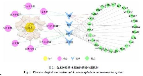 白术机制爆料最新进展,揭秘中药新功效